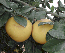 ‘波美利特’柚 Citrus grandis 'Pomelit'